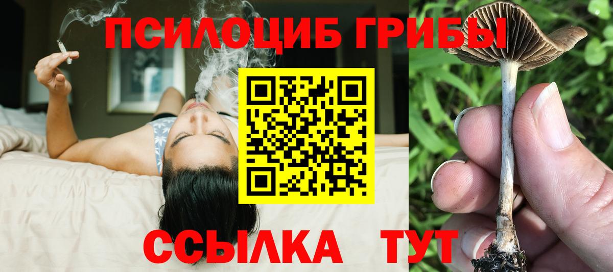 Унеча  Псилоцибиновые грибы MAGIC MUSHROOMS  Псилоцибиновые грибы Psilocybe  Вход с VPN 